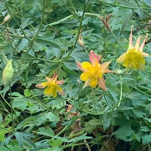 Meet your Posher, Dawn